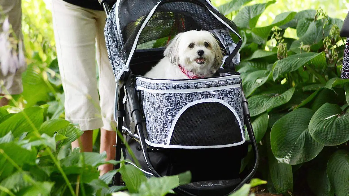 En Corea del Sur se venden más carritos para perros que para bebés